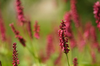 Redshank veya Persicaria maculosa Leydi 'nin baş parmağı olarak da bilinir, Jesusplant.