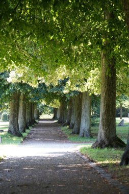 Parktaki güzel yeşil bitkiler