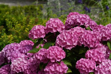 Bigleaf hydrangea veya Hydrangea makrophylla