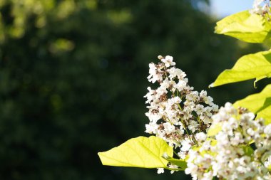 Beyaz çiçeklere ve çiçek açan ağaçların yeşil yapraklarına yakın.