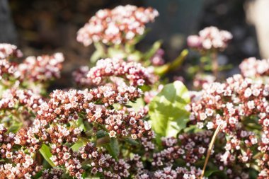 Yazın pembe çiçekli bir çalılığa yakın.
