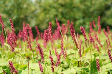 Redshank veya Persicaria maculosa Leydi 'nin baş parmağı olarak da bilinir, Jesusplant.