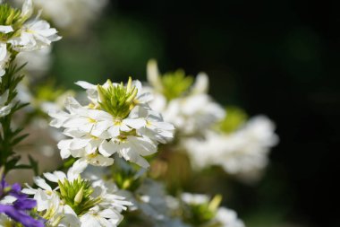 Bahçedeki güzel beyaz çiçekler