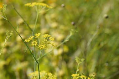 Yaz tarlasında sarı çiçekler