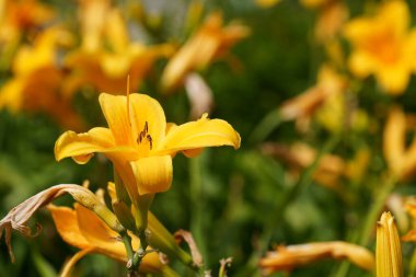 Bahçedeki sarı çiçekler