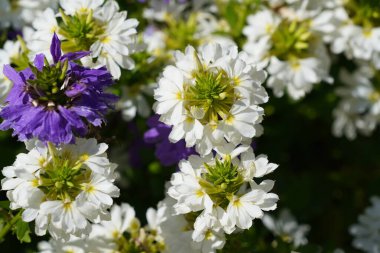 Bahçede yetişen güzel çiçekler, yakın.