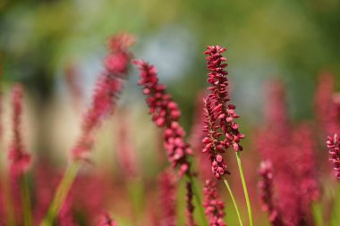 Redshank veya Persicaria maculosa Leydi 'nin baş parmağı olarak da bilinir, Jesusplant.