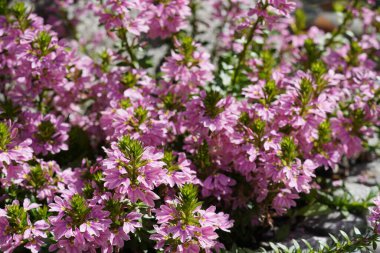 güzel pembe çiçekler arka plan