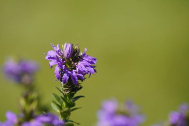 Peri hayran çiçekleri veya Scaevola aemula