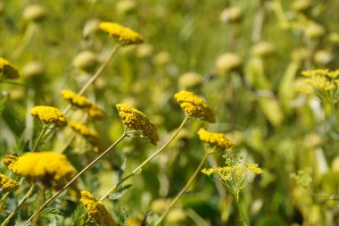 Yeşil çayır üzerinde sarı çiçek