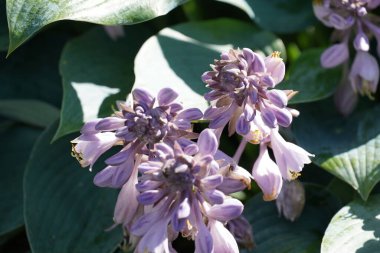 Mavi zambak ya da Hosta ventrikoza bitkisel bir bitkidir.