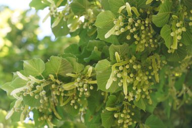 Büyük yapraklı limon ya da Tilia platyphyllos. Largeleaf linden olarak da bilinir. Dişi kireç.