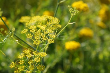 Bahar bahçesinde sarı çiçekler