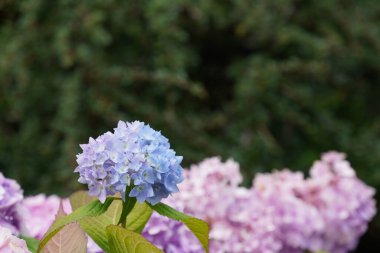 Bigleaf hydrangea veya Hydrangea makrophylla