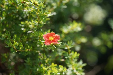 Bahçede büyüyen güzel çiçek