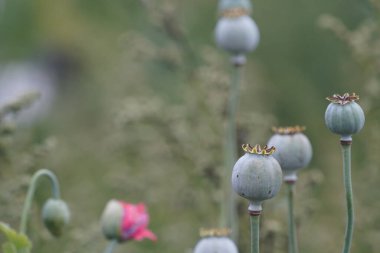 Tarlada haşhaş tohumu