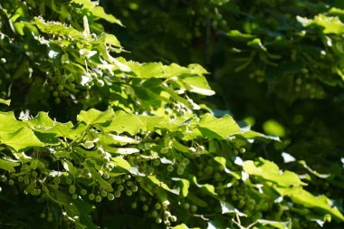 Büyük yapraklı limon ya da Tilia platyphyllos. Largeleaf linden olarak da bilinir. Dişi kireç.