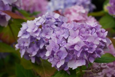 Bigleaf hydrangea veya Hydrangea makrophylla