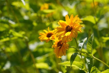 Turuncu koni çiçekleri veya Rudbeckia fulgida Prairie olarak da bilinir, Siyah gözlü Susan