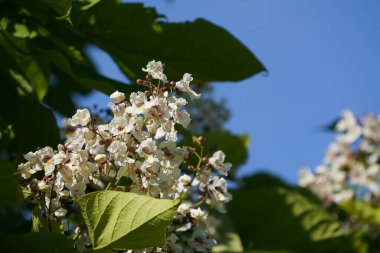 Beyaz çiçeklere ve çiçek açan ağaçların yeşil yapraklarına yakın.