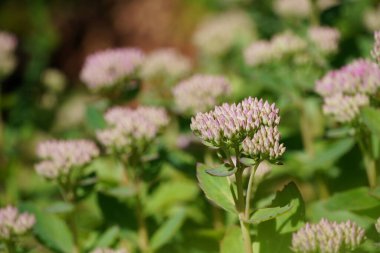 Güneşli bir bahar gününde güzel çiçekler