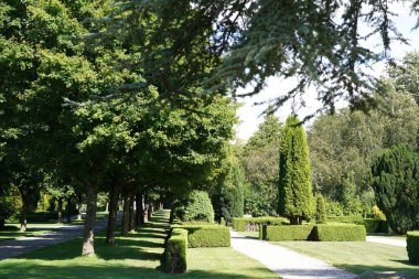 Parktaki güzel yeşil bitkiler