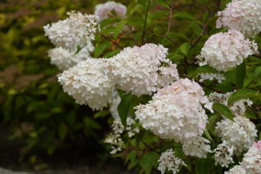 Beyaz Panikli ortanca veya Peegee 