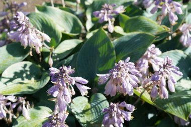 Mavi zambak ya da Hosta ventrikoza bitkisel bir bitkidir.
