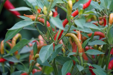 Bell Peppers veya Chiloquin, Chilli Peppers, Capsicum Annuum