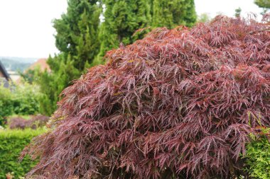 Japon akçaağacı ya da Acer palmatumu