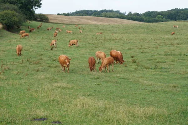 緑の牧草地で牛を放牧し — ストック写真