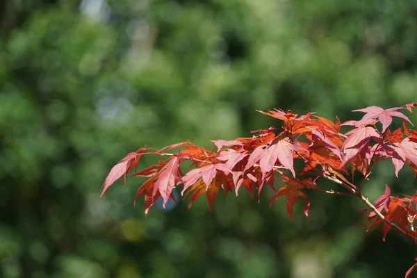 Arce Japonés Acer Palmatum — Foto de Stock