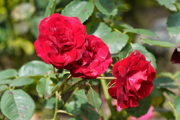 Садовые Розы Hibiscus Rosa Sinensis Растение Известное Общим Названием Dheeraj — стоковое фото