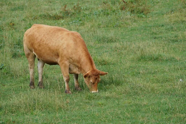 牛群在绿色的草地上 — 图库照片