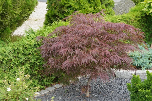 Japanse Esdoorn Acer Palmatum — Stockfoto