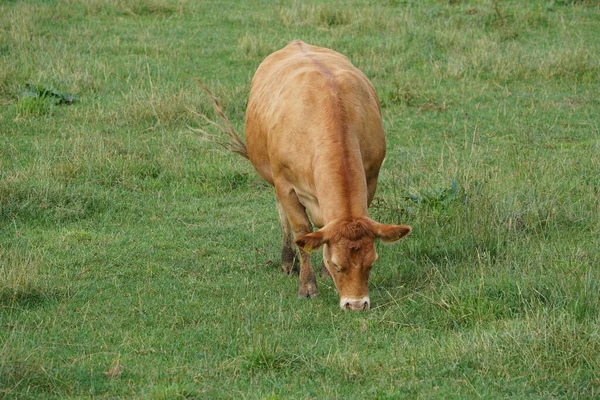 Kráva Zelené Louce — Stock fotografie