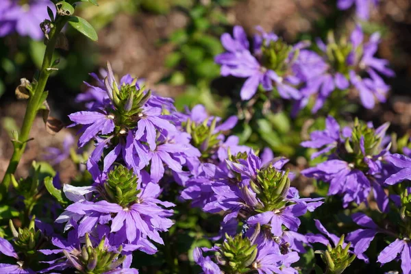 Wróżkowe Kwiaty Lub Scaevola Aemula — Zdjęcie stockowe