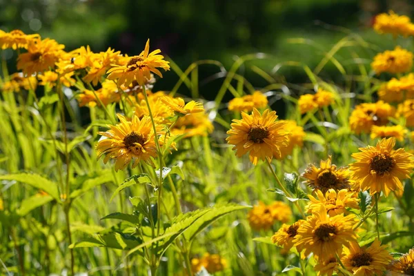 Turuncu koni çiçekleri veya Rudbeckia fulgida Prairie olarak da bilinir, Siyah gözlü Susan