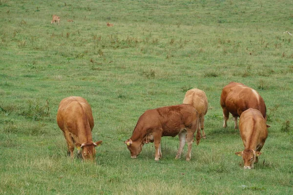 Koeien Grazen Groene Weide — Stockfoto