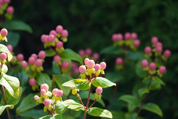 stock image karanda or Carissa carandas, Bengal currant, Christ's thorn