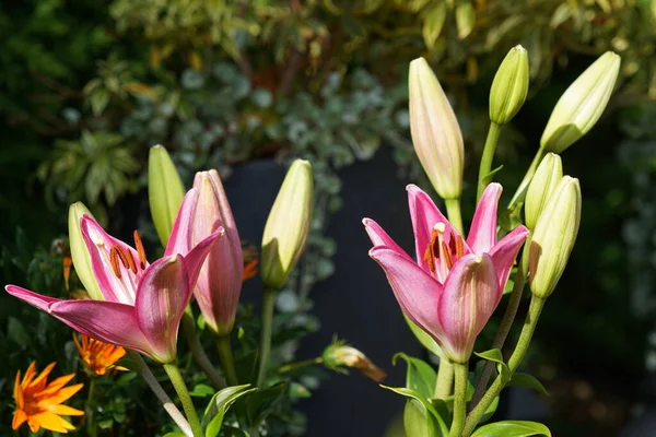 pink and white lilies of an open and a flower buds
