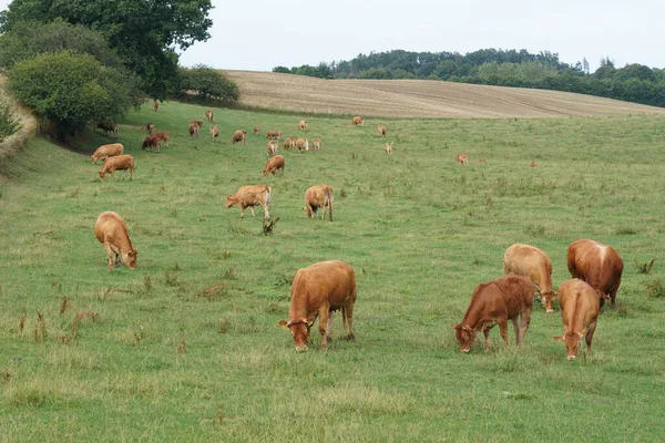 Krávy Pasoucí Zelené Louce — Stock fotografie