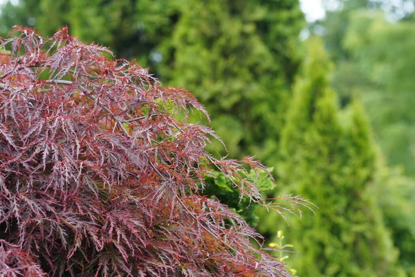 Maple Jepang Atau Palmatum Acer — Stok Foto