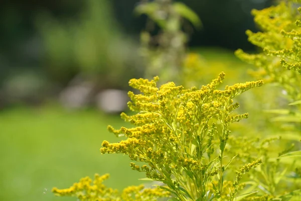 Solidago Canadensis Colloquially Known Canada Goldenrod Stock Image