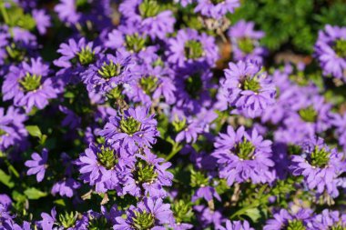 Güzel Mor Peri hayran çiçekleri veya Scaevola aemülü