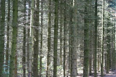 Çam ormanının güzel manzarası