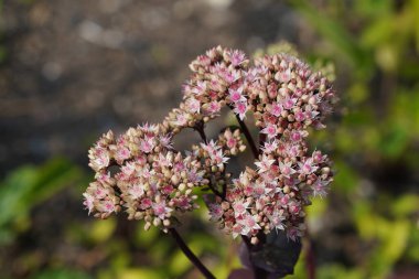 Bulanık bir arkaplanda güzel çiçeklerin yakın çekimi