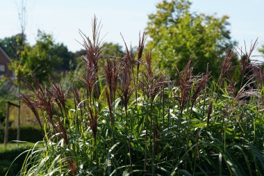 Doğal Çin gümüşü çimeni ya da Miscanthus sinensis.