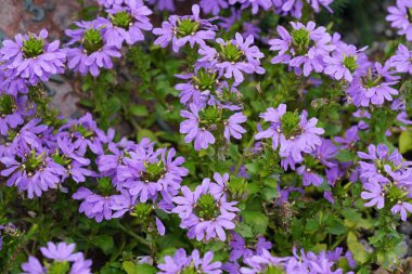 Peri hayran çiçekleri veya Scaevola aemula