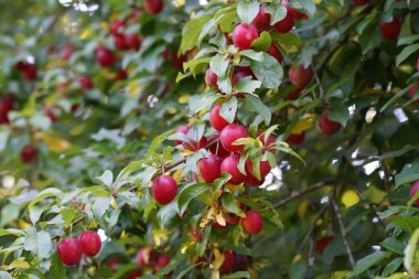 Ağaçta sallanan olgun kırmızı eriklere yakın. 